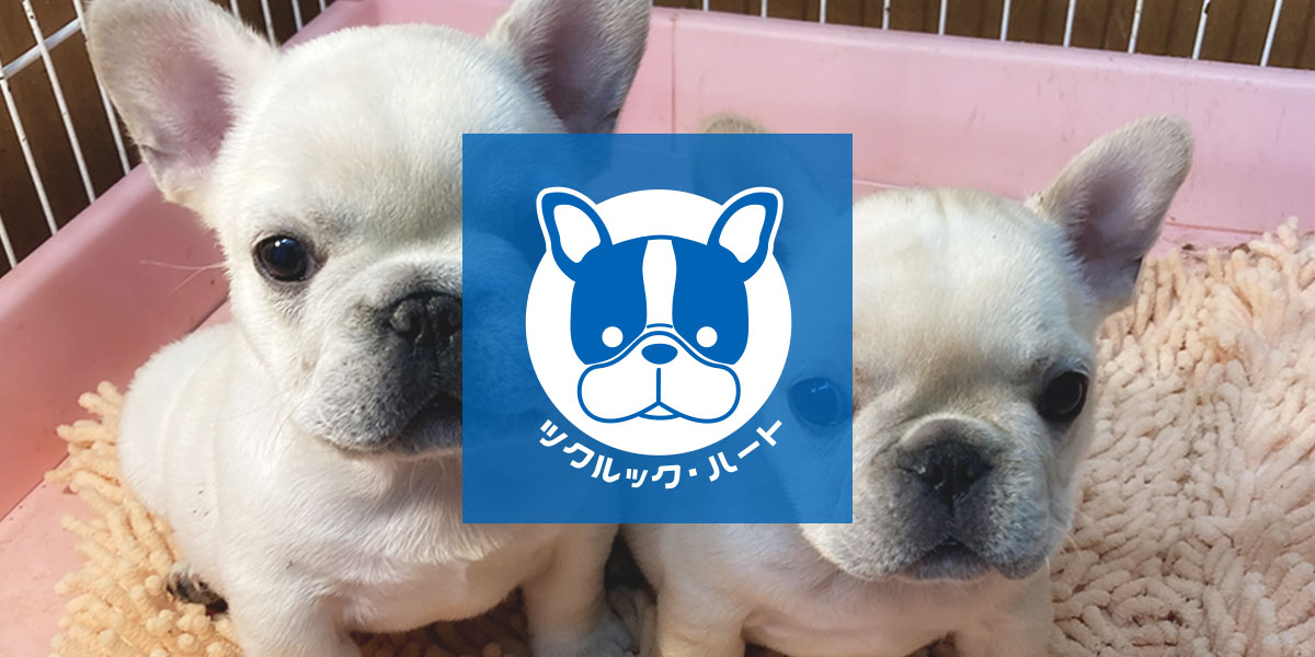 フレンチブルドッグ 1/6 MR.Z FRENCH BULLDOG フレンチ・ブルドッグ ペアセット - 1